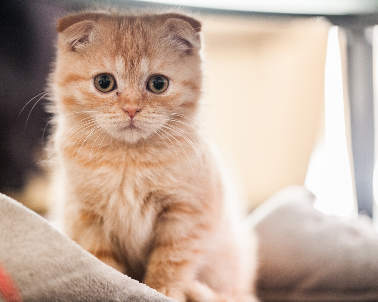 Маленький рыжий шотландский вислоухий кот на кровати