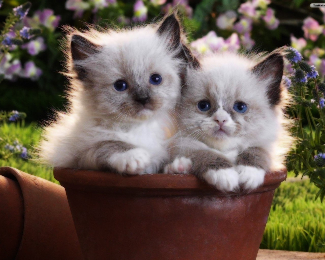 Два котенка в цветочном горшке