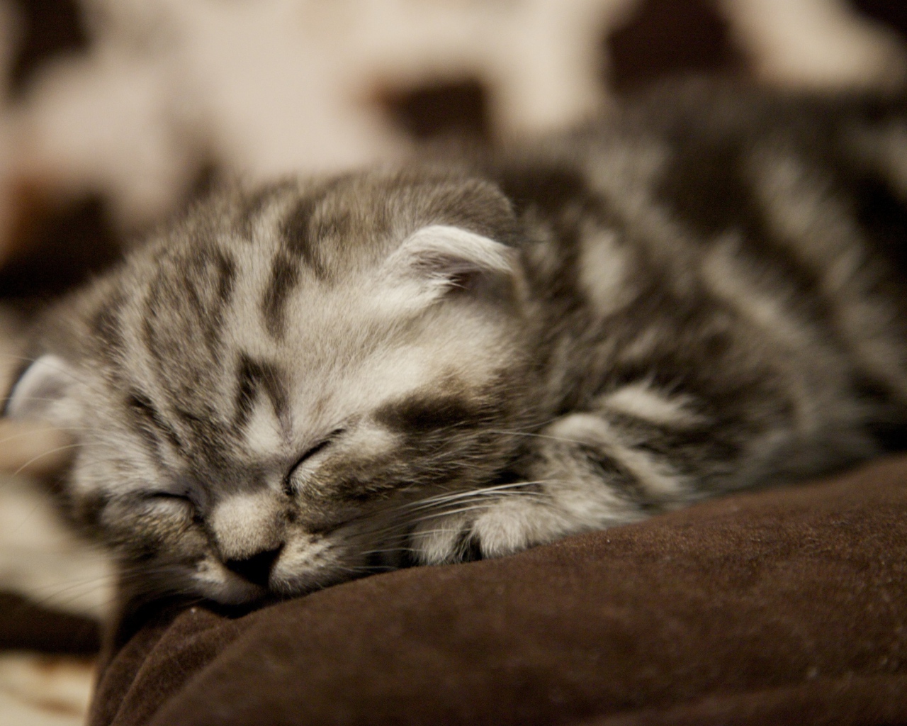 Совсем маленький шотландский вислоухий кот спит