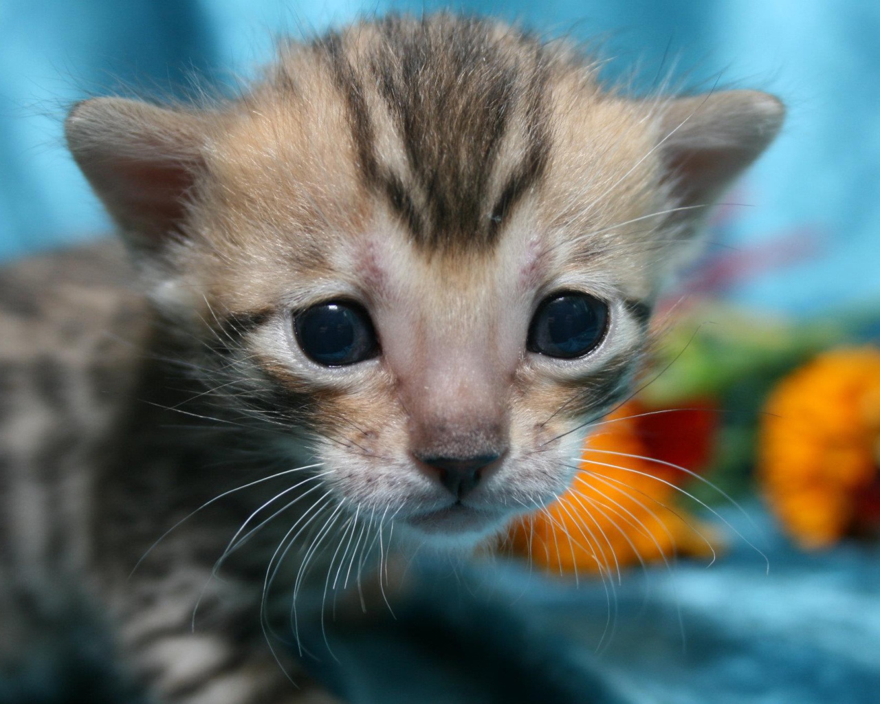 Совсем маленький серебристый бенгальский кот