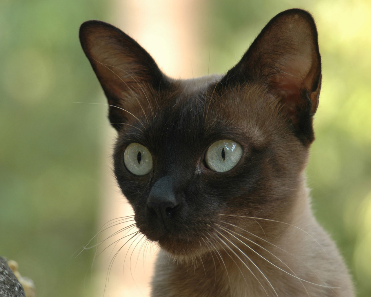 Молодой  сиамский кот со включенным охотничьим режимом