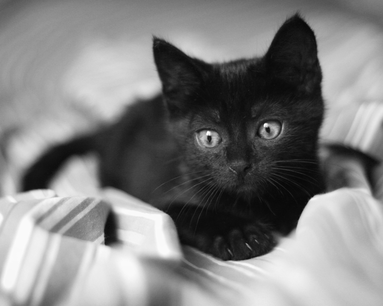 Красивый маленький чёрный кот лежит на постели