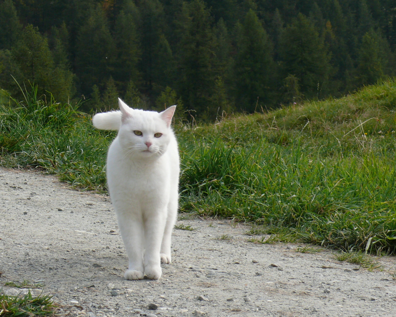 Красивый белый кот гуляет по холмам