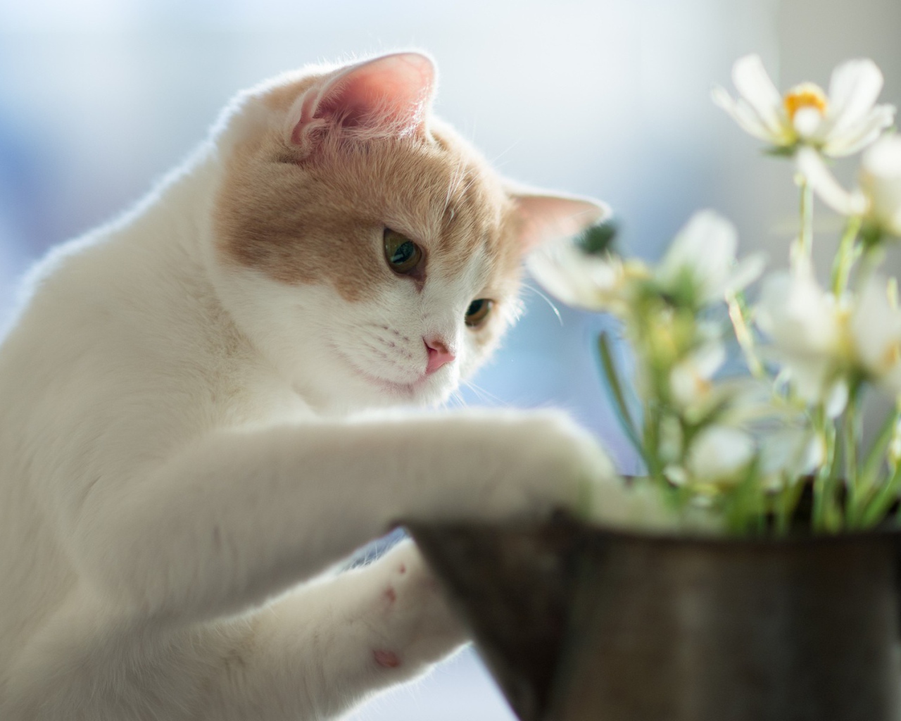 Белый маленький кот и цветок