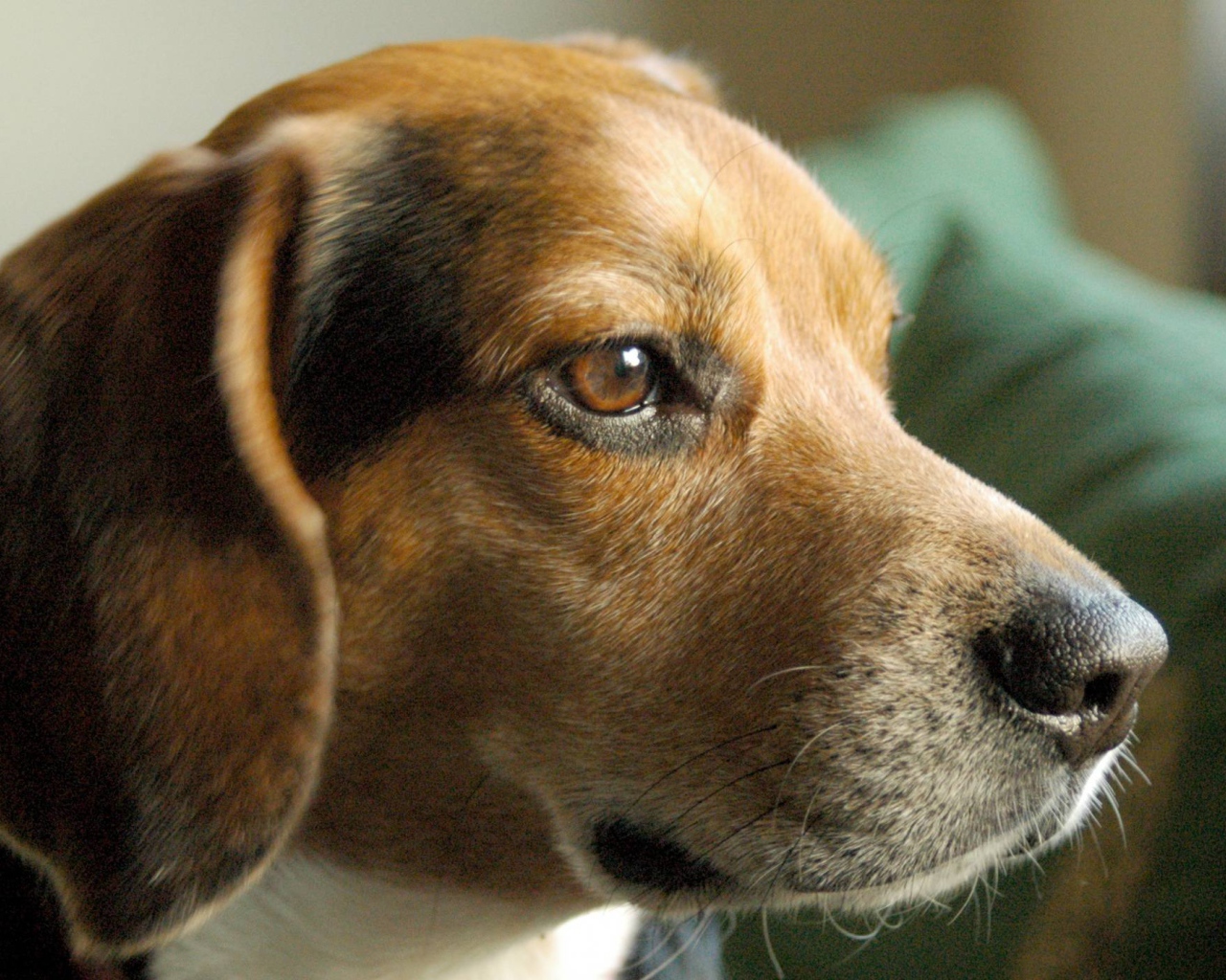 Портрет серьезной собаки породы бигль