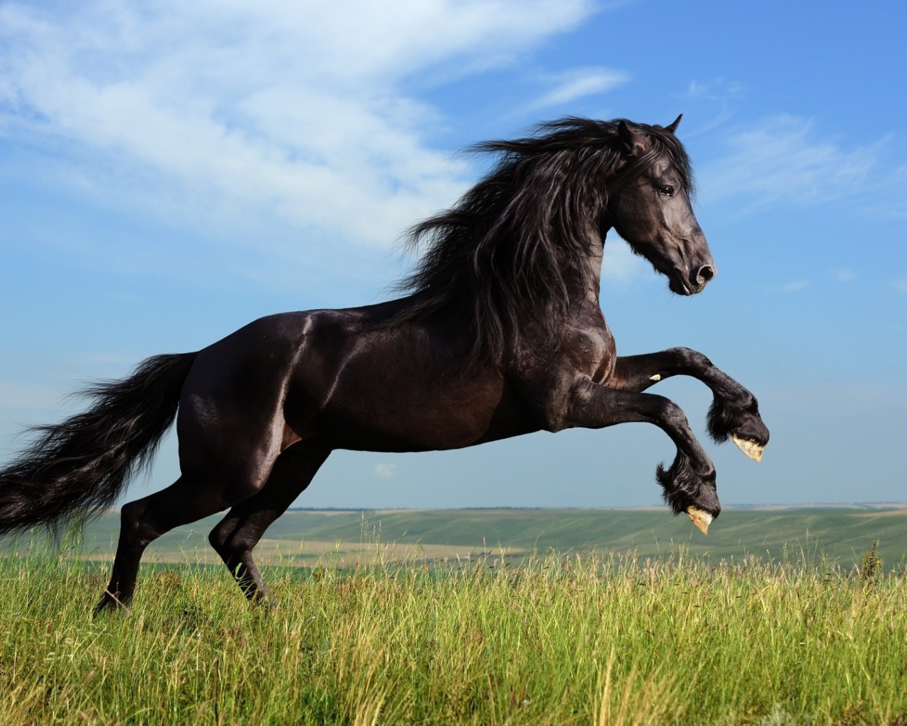 Красивая чёрная лошадь