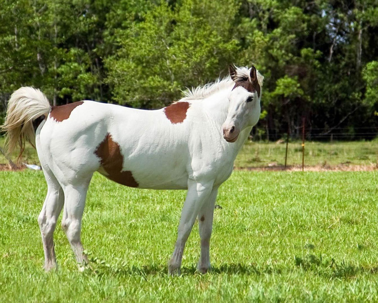 Цветная лошадь