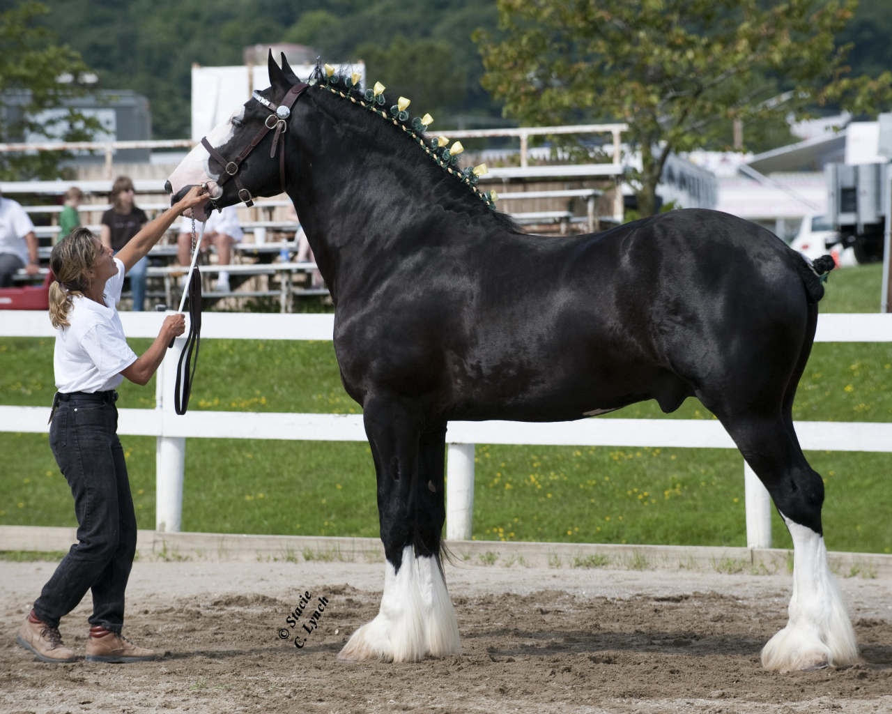 Самая большая в мире лошадь