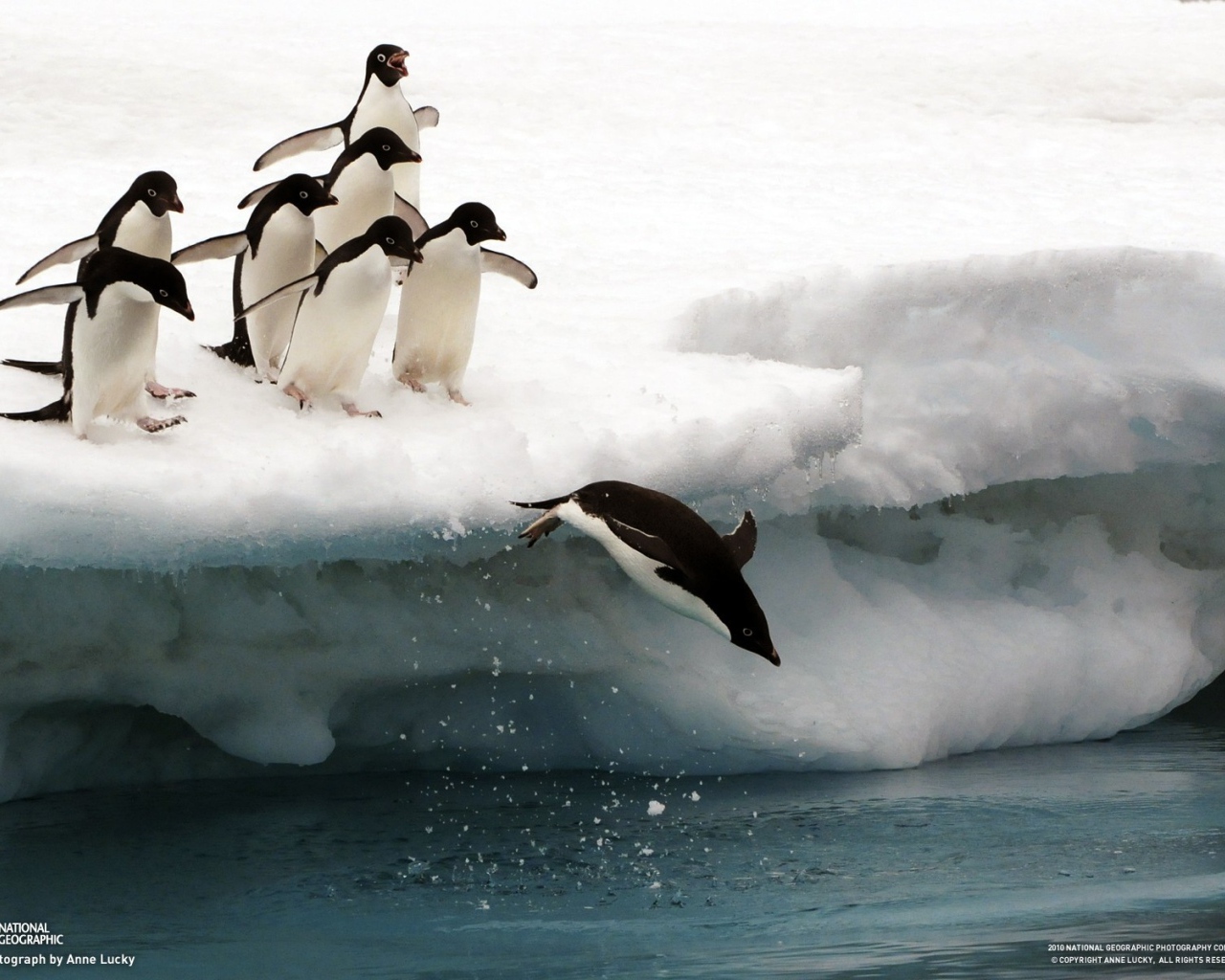 Пингвины с льдины прыгают в воду