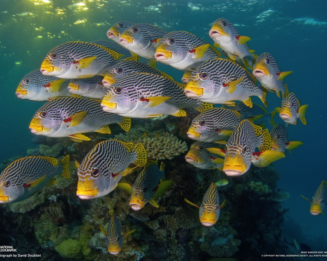 Коралловые разноцветные рыбы