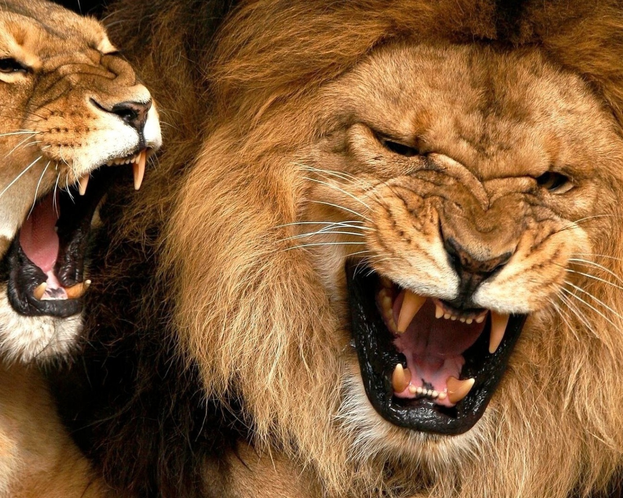 Лев и львица показывают клыки