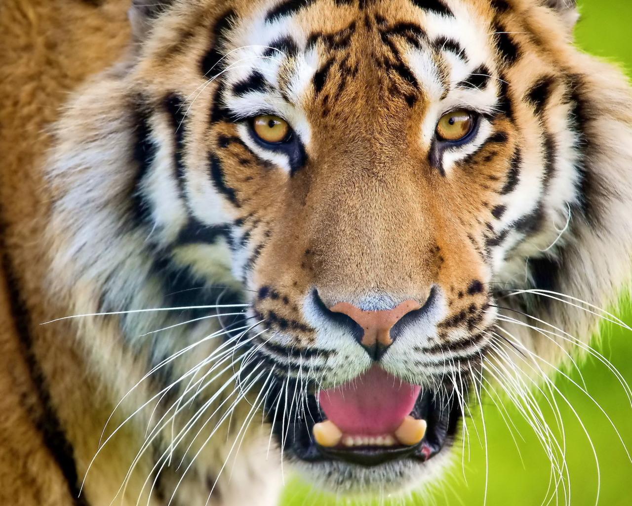 Тигр рычит оскалив зубы