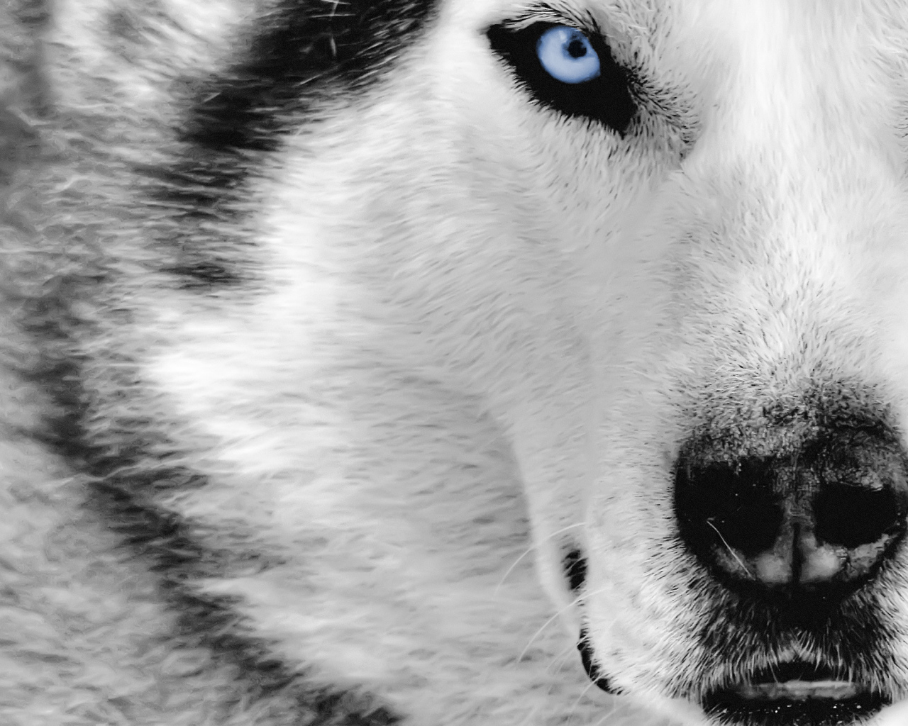 Blue-eyed wolf