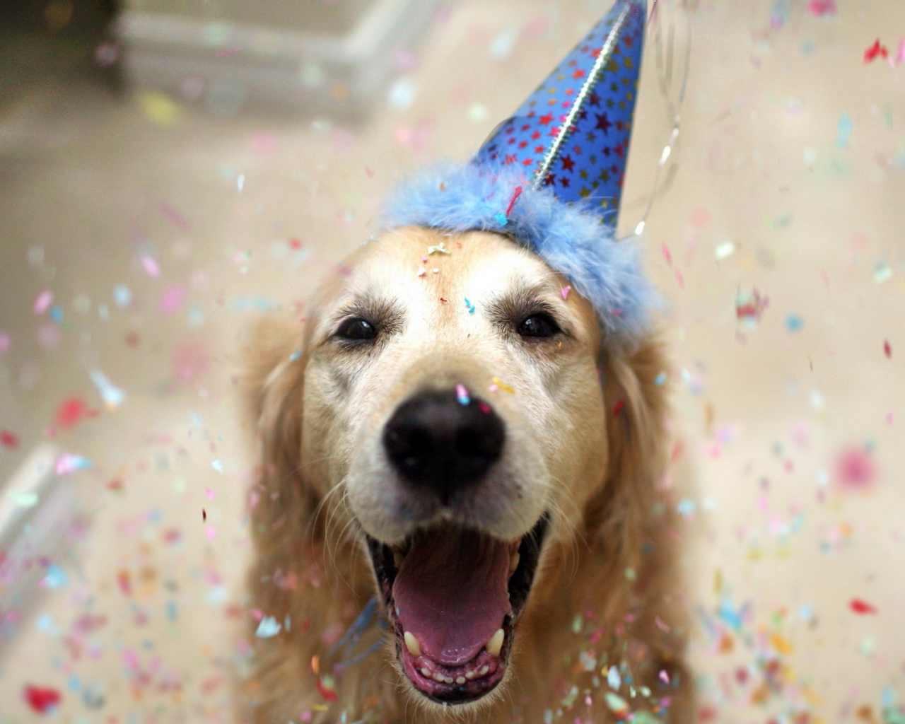 Счастливый пёс на день рождения