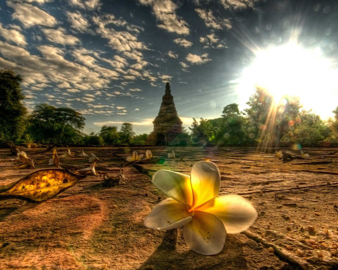 Flowers Thailand Desktop wallpapers 1280x1024