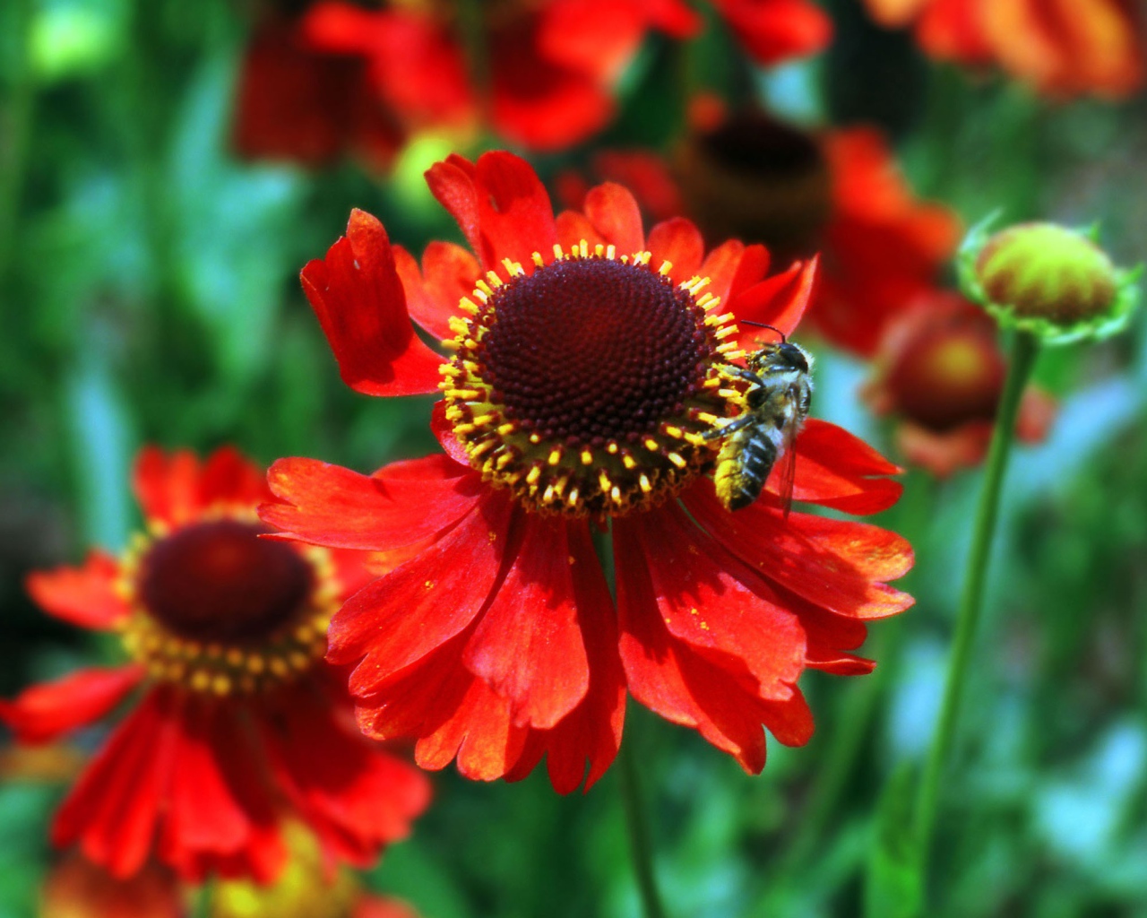 Красные цветы и пчела