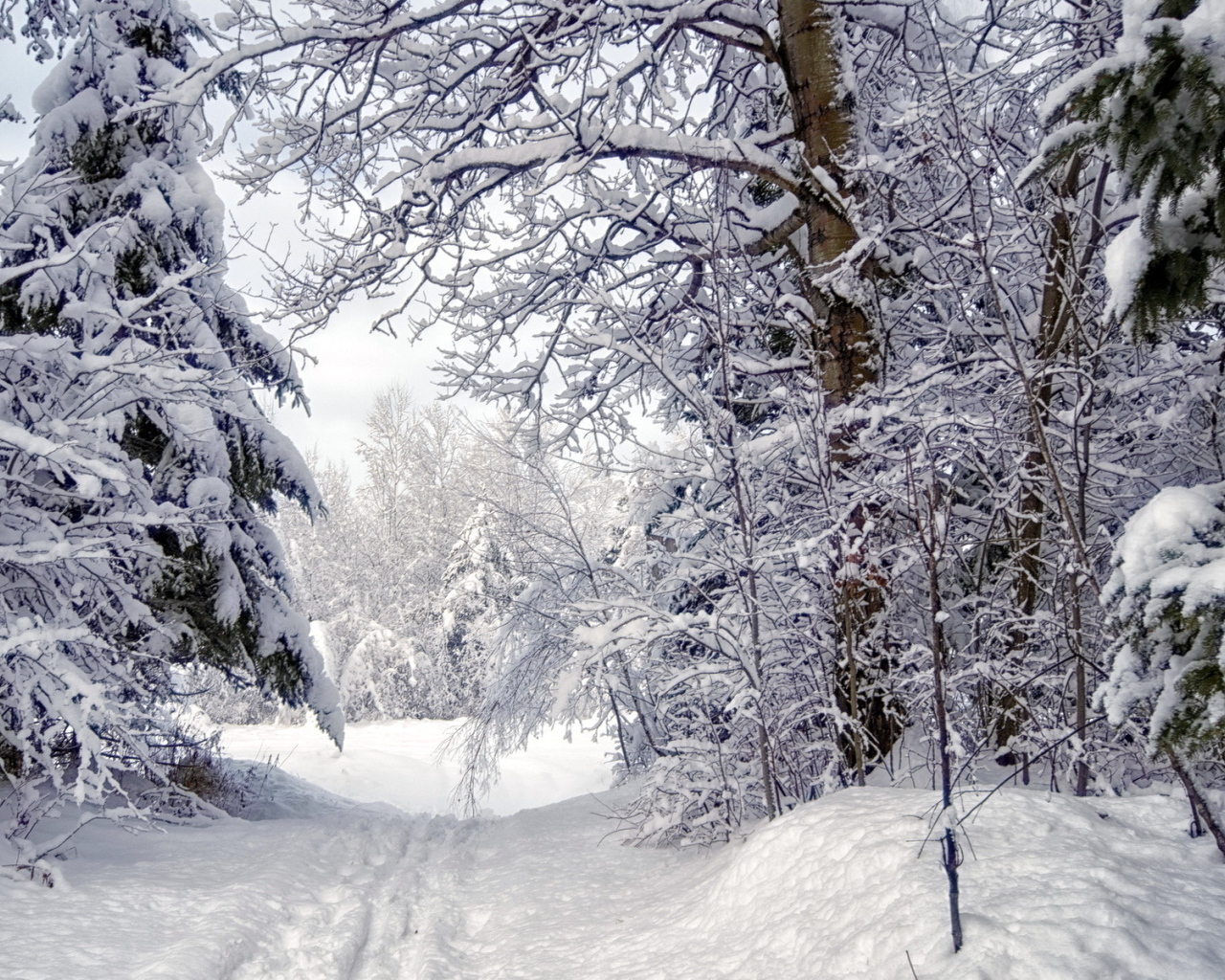 Зимняя дорога в густом лесу