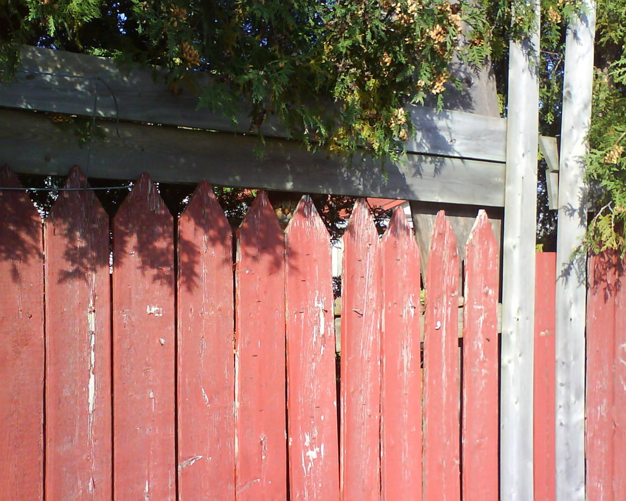 Find the cat on the fence
