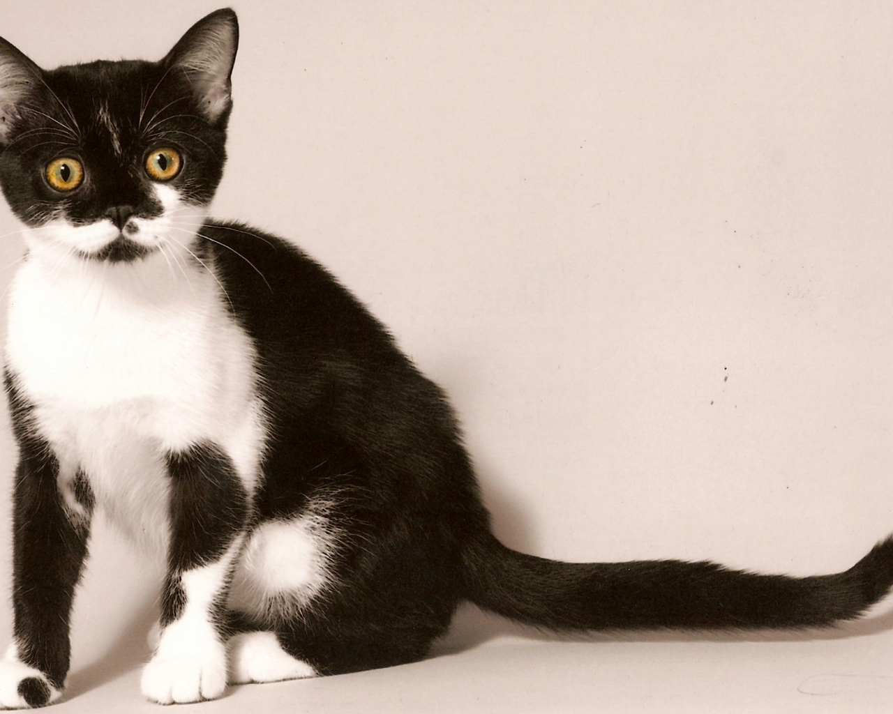 Черно белая американская короткошерстная кошка