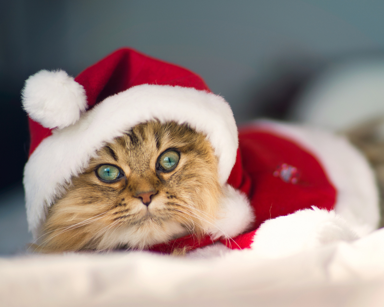 Кот в костюме Санта клауса