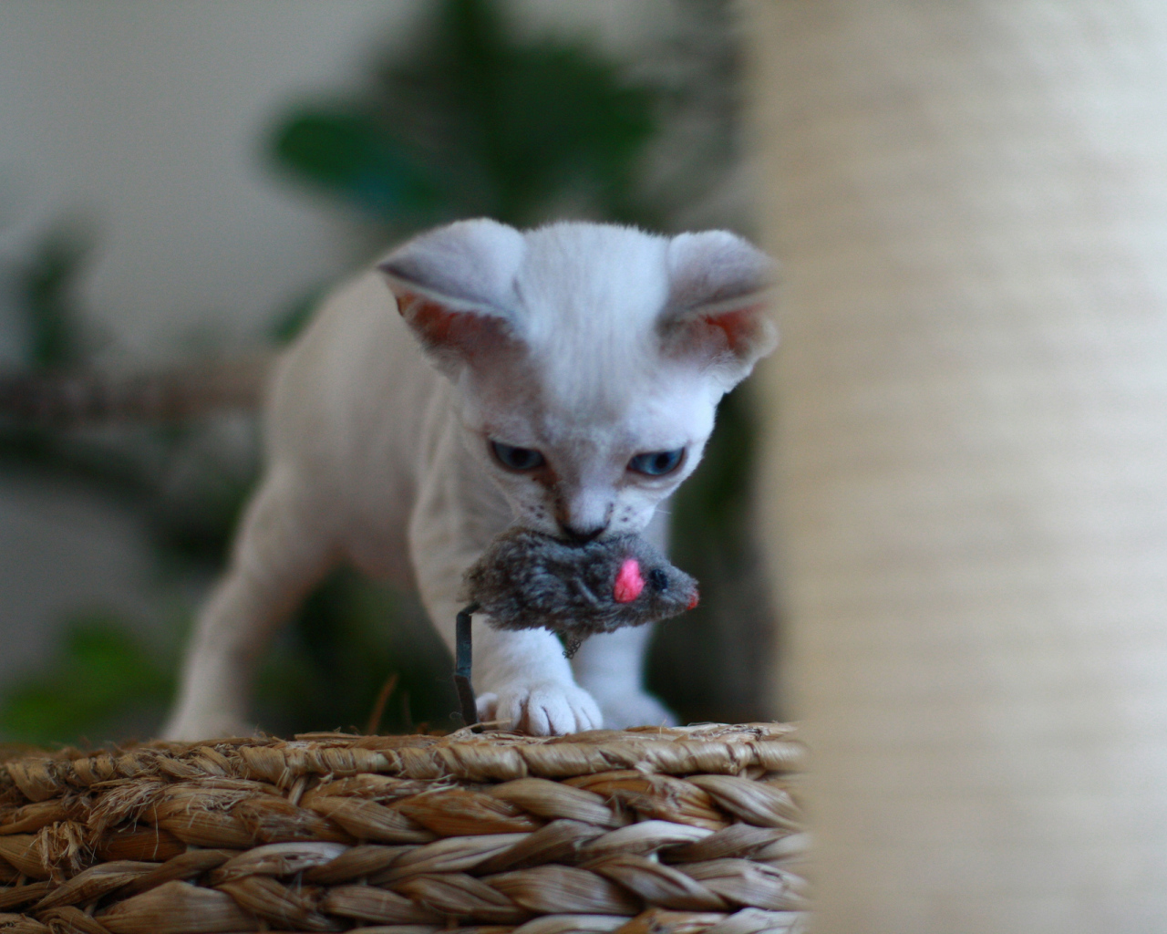 Котенок девон-рекс с игрушкой