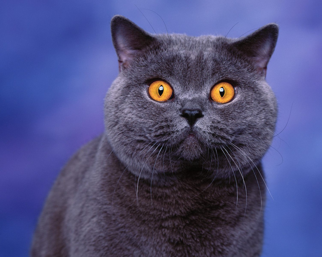 Глаза американской короткошерстной кошки