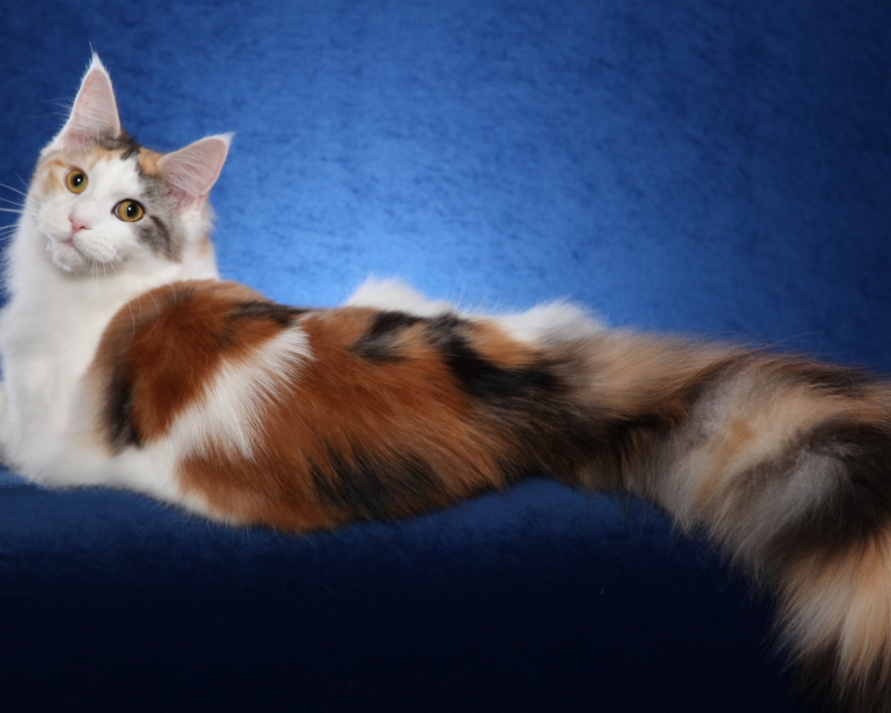 Bеликолепная кошка с роскошным хвостом