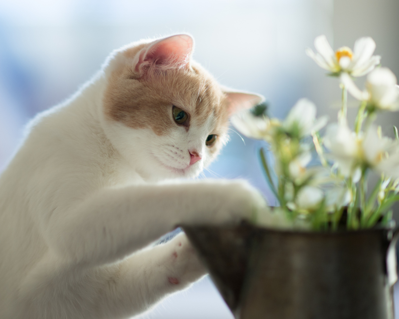 Котенок играет цветками