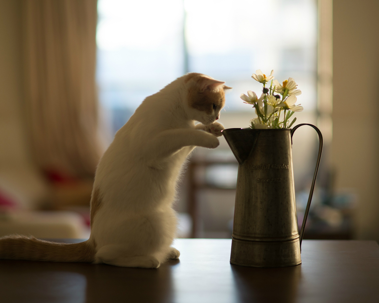 Котенок нюхает цветы