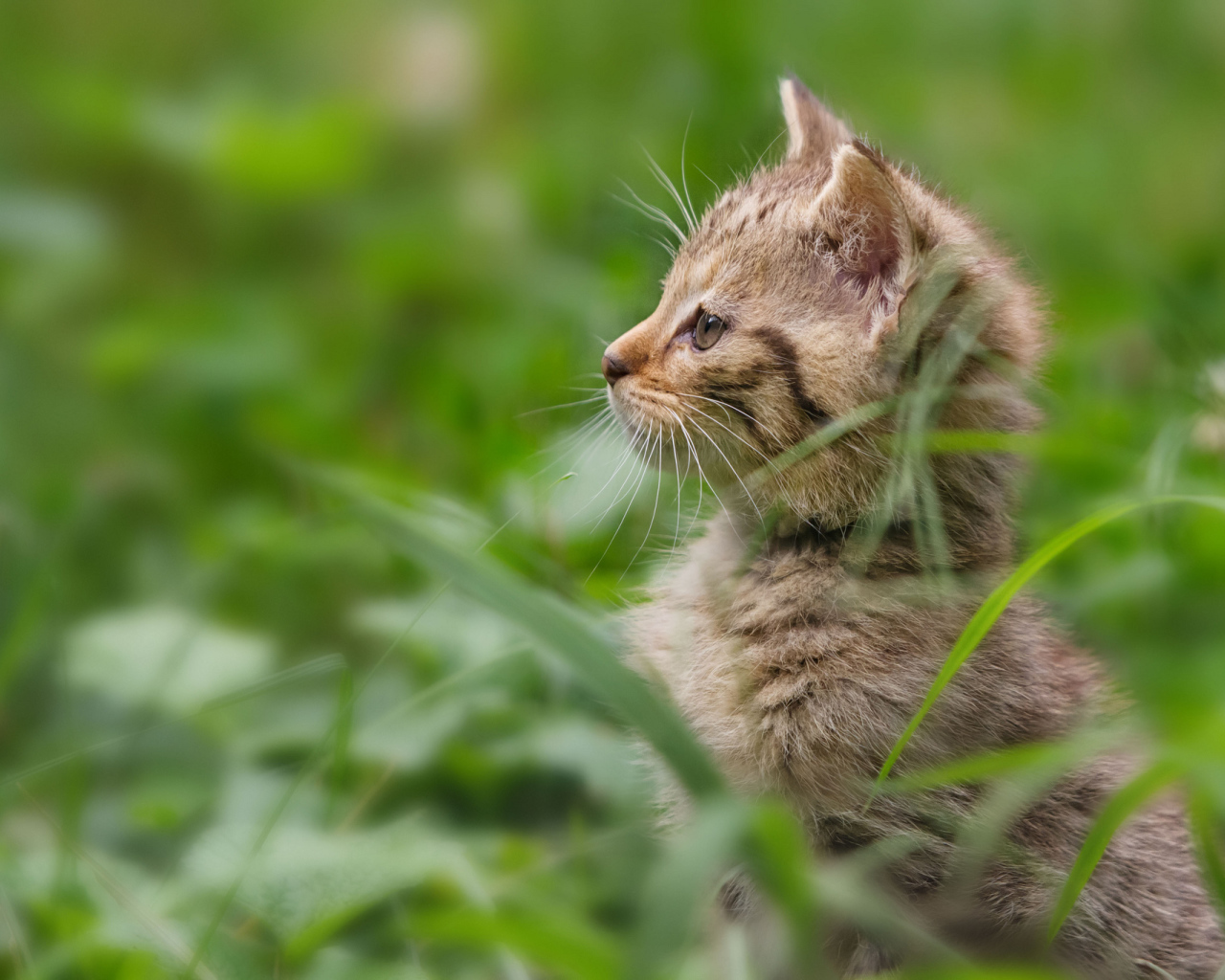 Котенок гуляет в траве