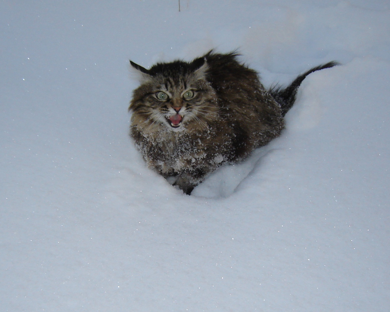 Норвежская лесная кошка в снегу