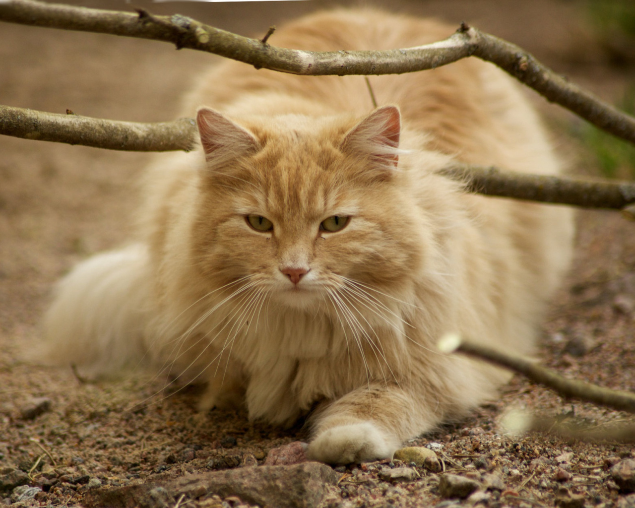 Рыжая норвежская лесная кошка на природе