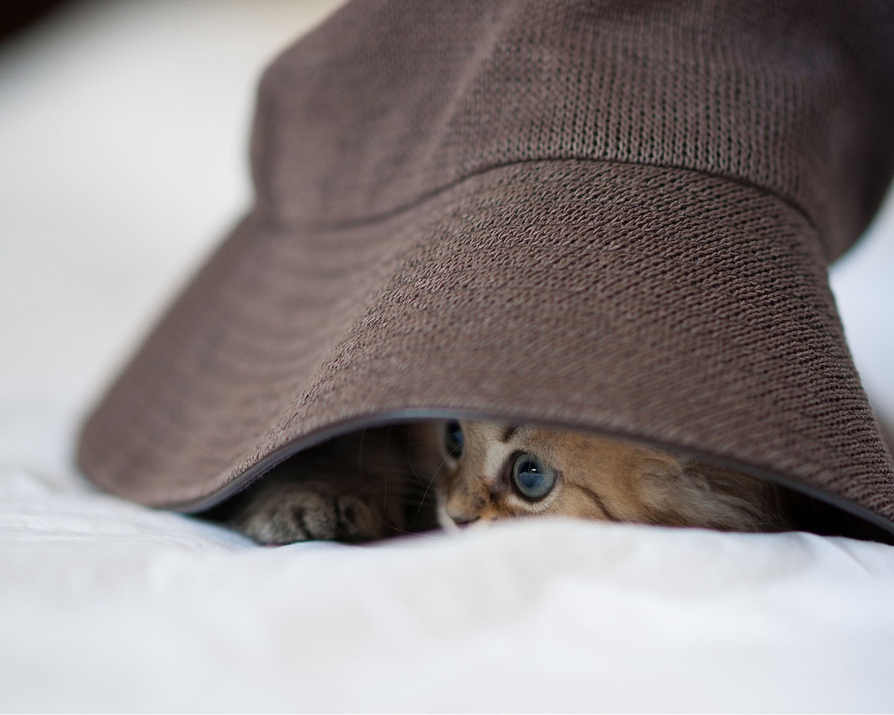 Котенок под шляпой