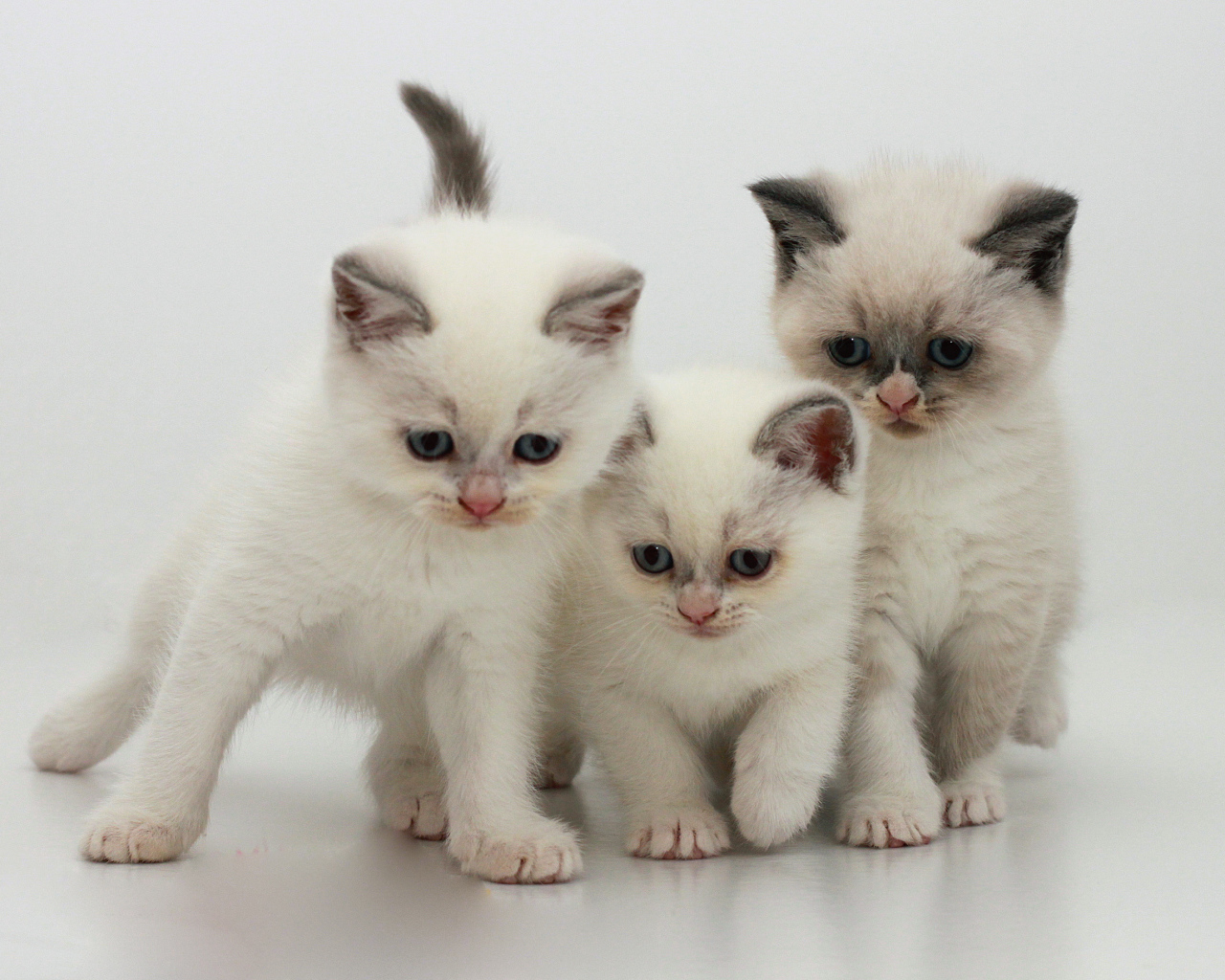 Три котенка бурмилла