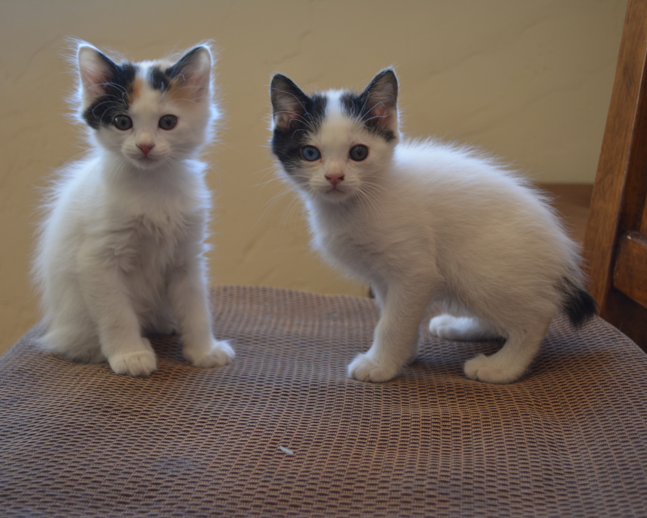 Два котенка японского бобтейла