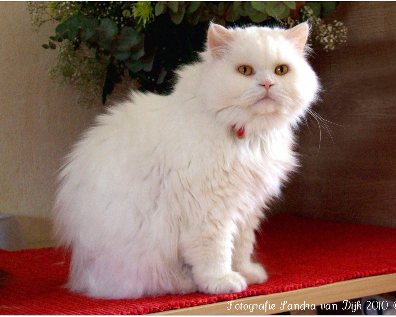 Белая британская длинношерстная кошка