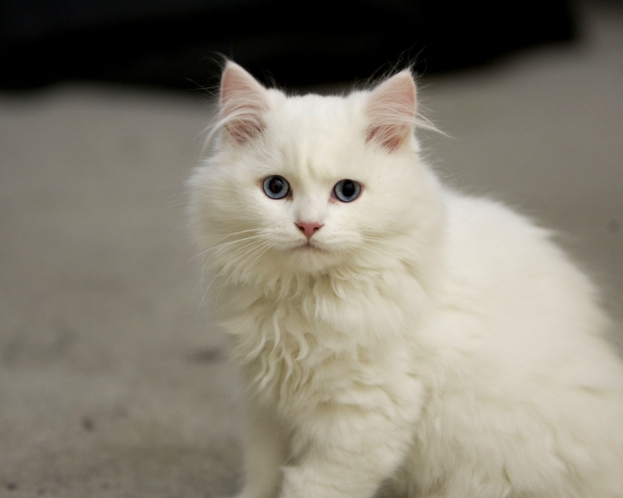 White kitten Cymric cat