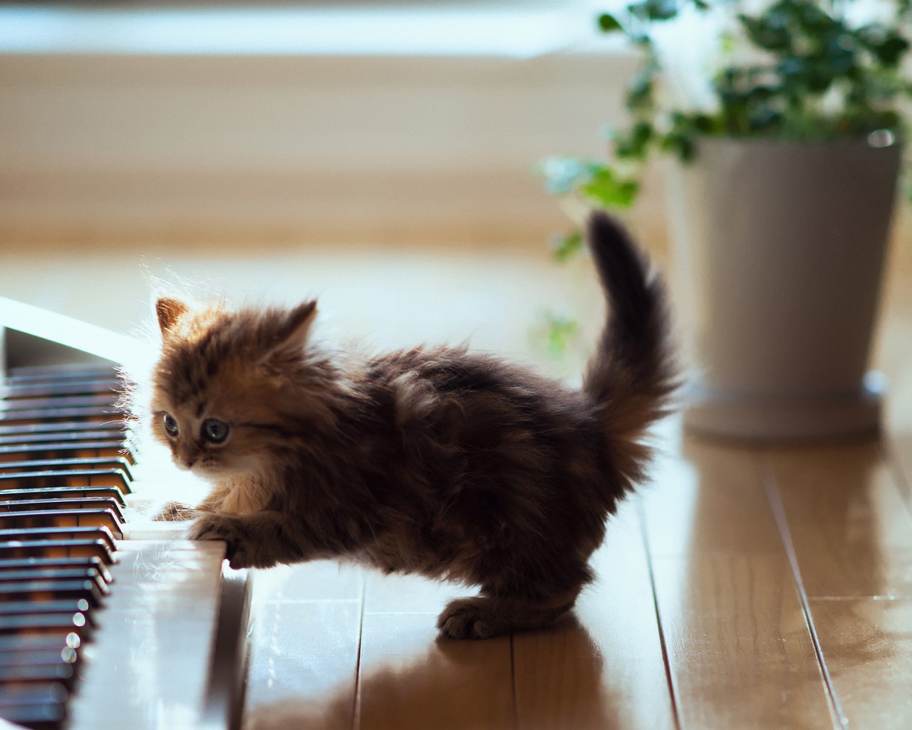 Котенок играет на пианино