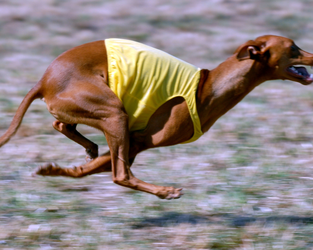 Фараонова собака участвует в гонке
