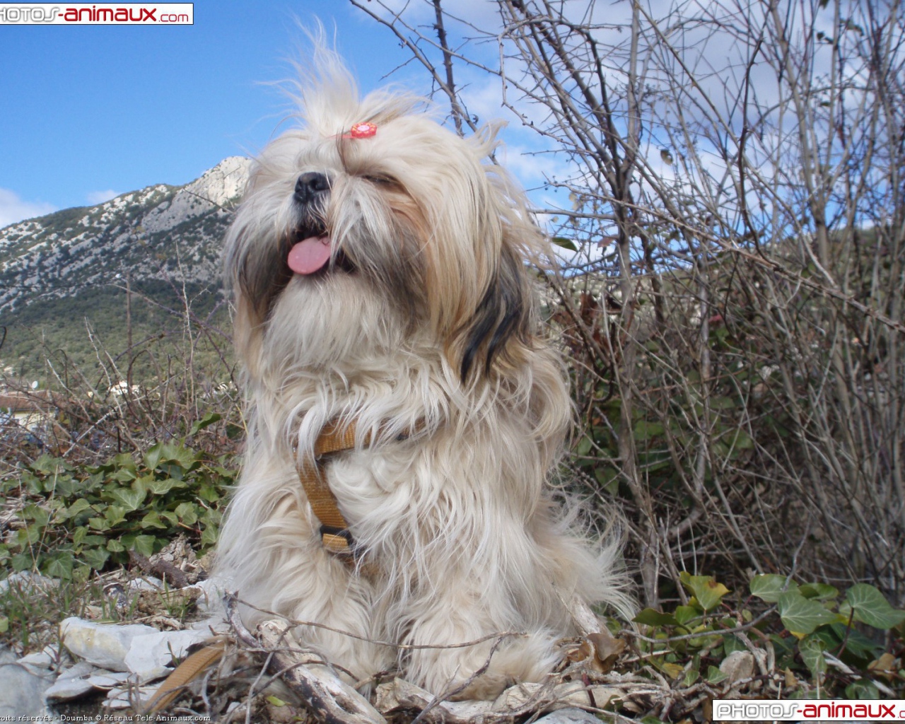 Shih Tzu dog on a background of mountains