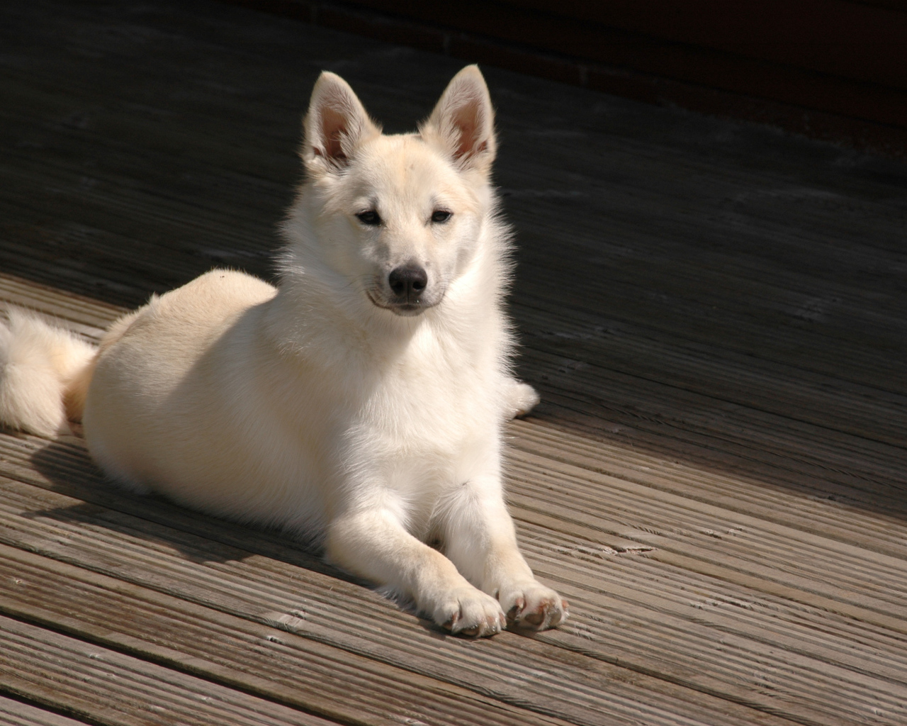 Белый окрас собаки норвежский лундехунд