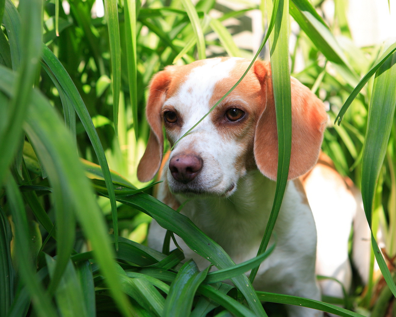 Собака в зеленой траве