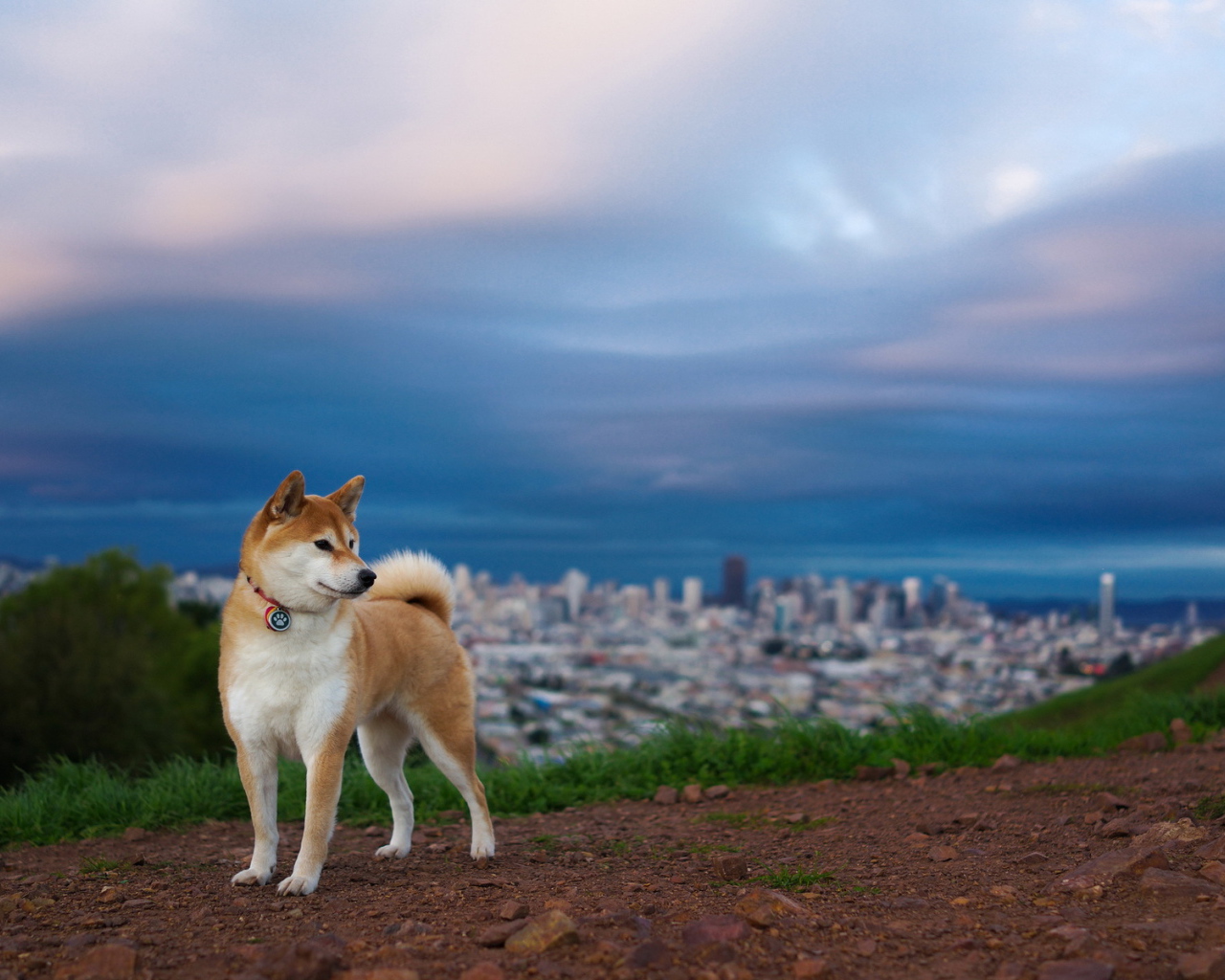 Собака на фоне города