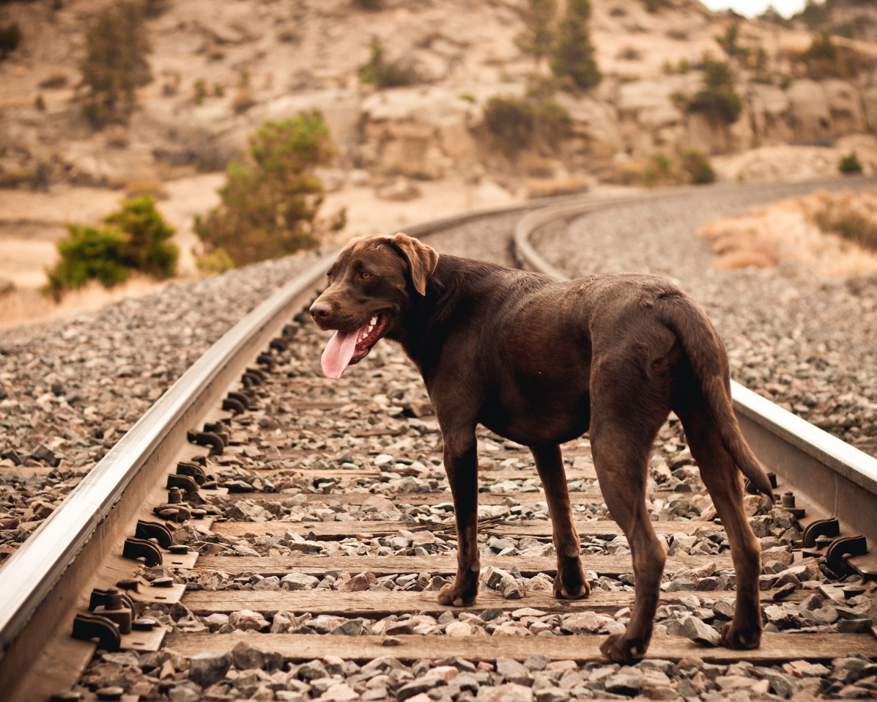 Собака на железной дороге ждет хозяина