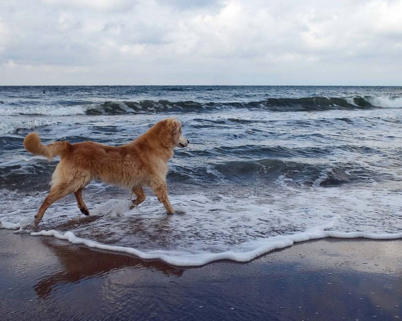 Собака на море