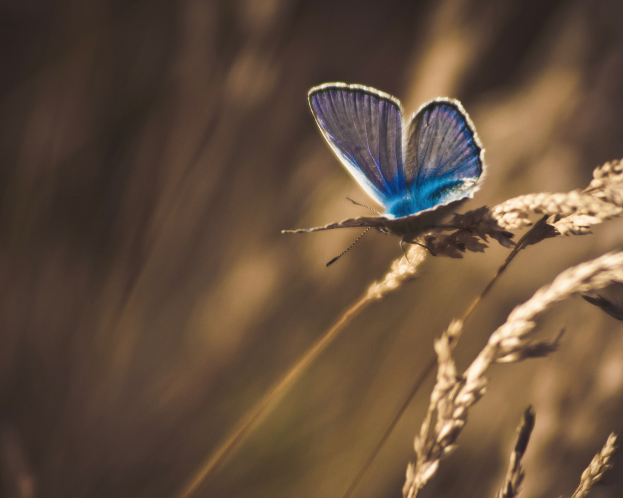 Бабочка на траве