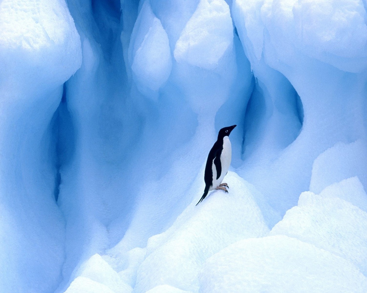 Одинокий пингвин на льдине