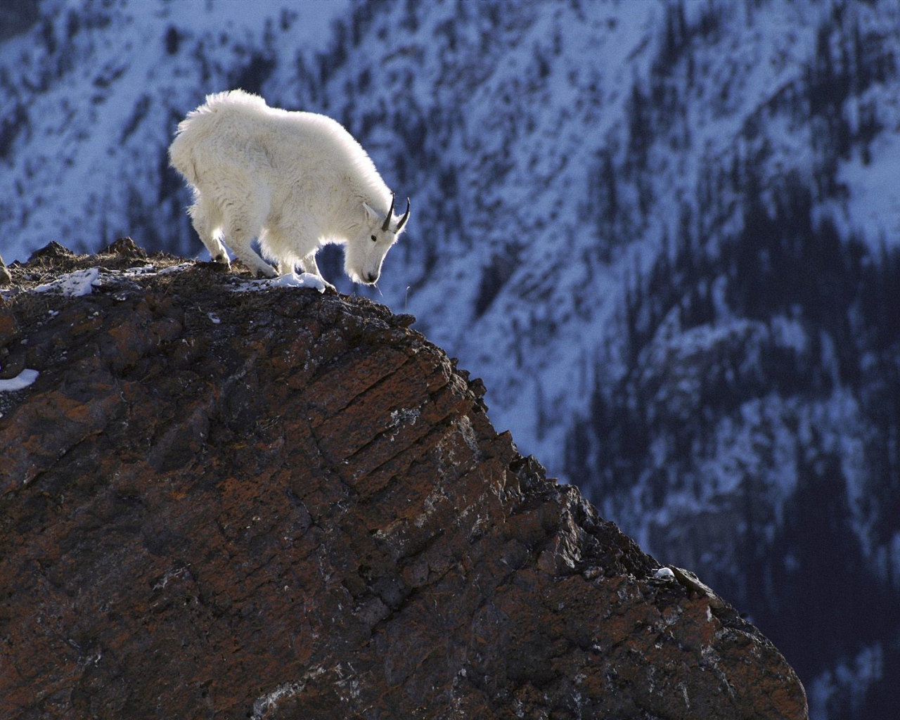 Белый козел в горах