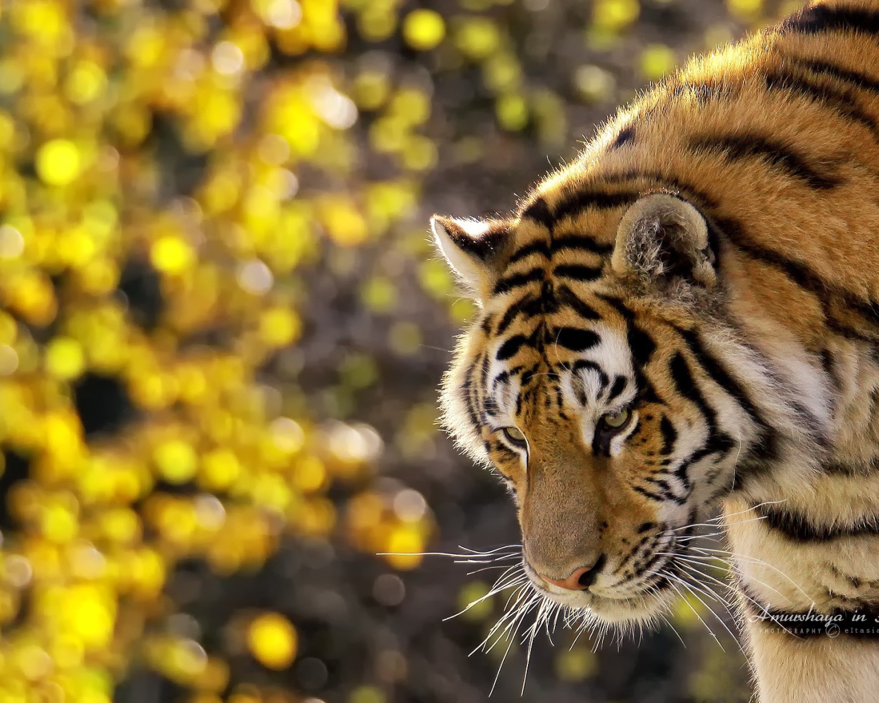 Прекрасный тигр