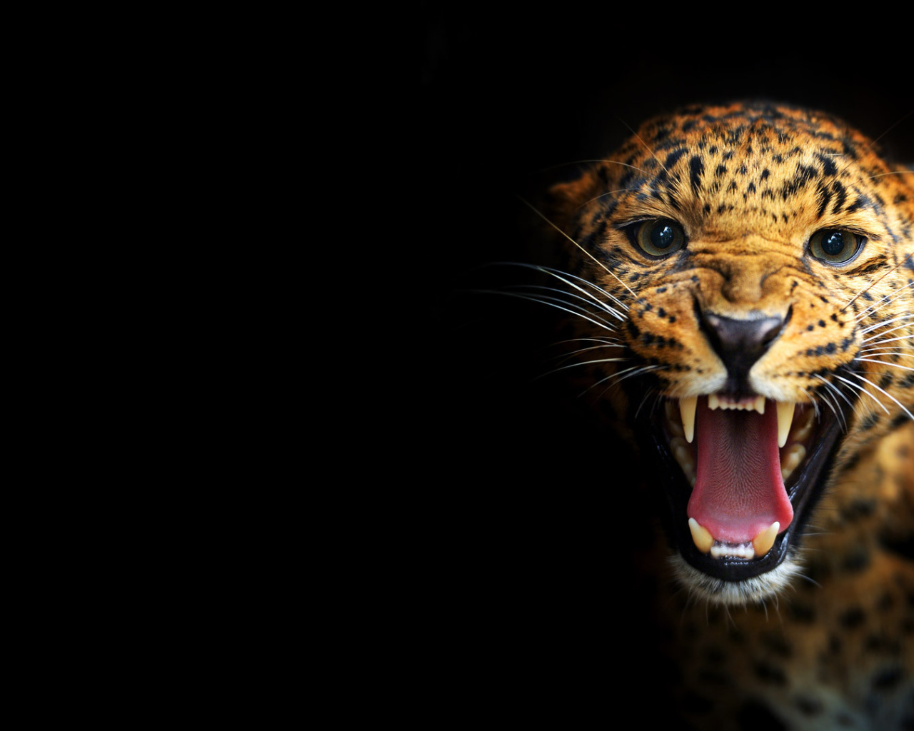Леопард на черном фоне